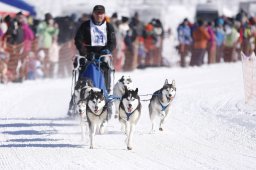Lenk 2013